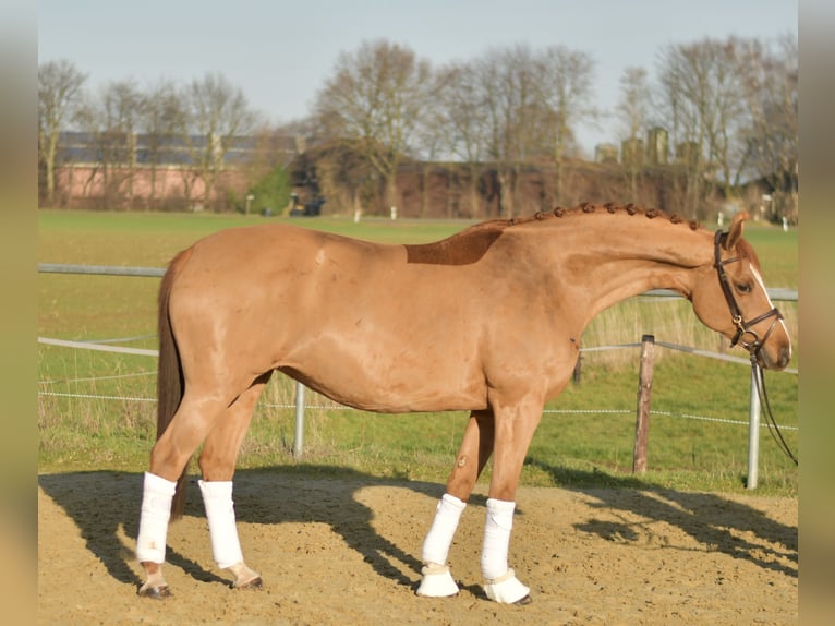 Trakehner Merrie 9 Jaar 165 cm Vos in Geilenkirchen