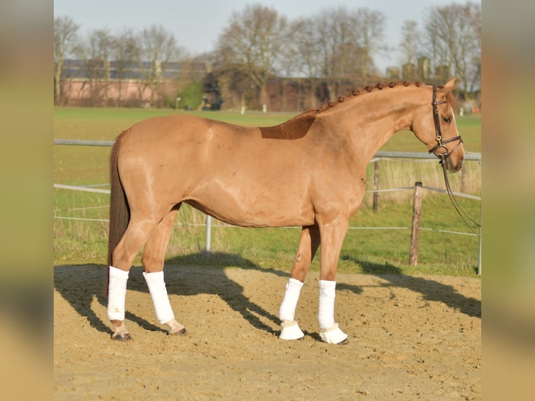 Trakehner Merrie 9 Jaar 165 cm Vos in Geilenkirchen
