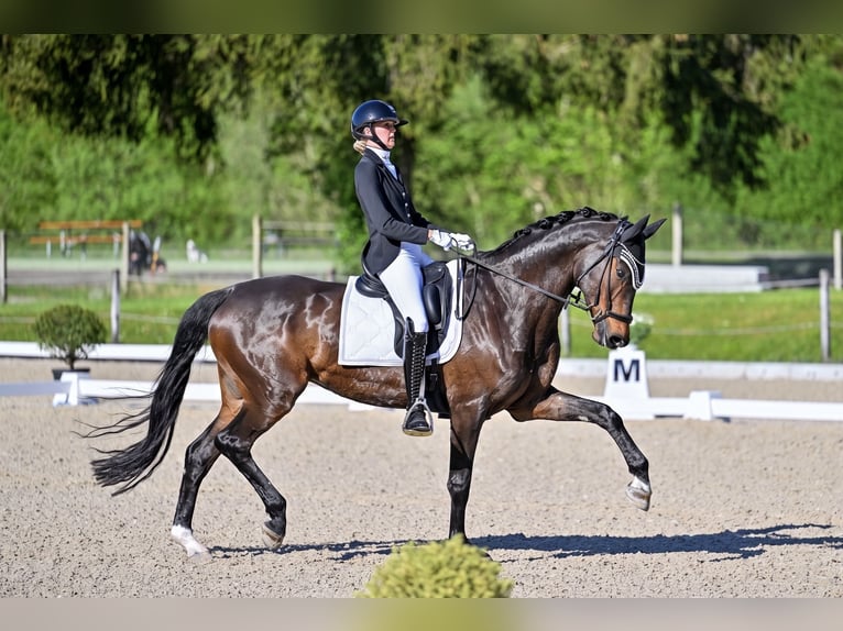 Trakehner Merrie 9 Jaar 168 cm Donkerbruin in Aadorf