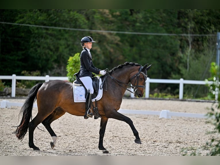 Trakehner Merrie 9 Jaar 169 cm Donkerbruin in Aadorf