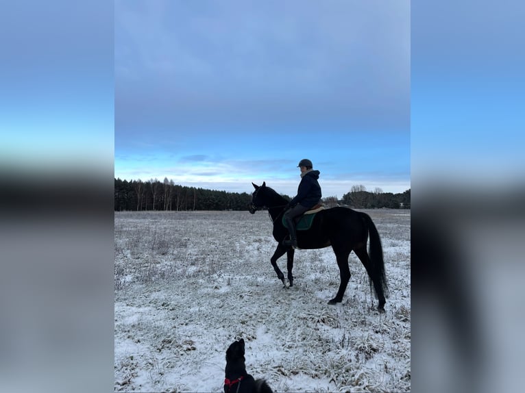 Trakehner Merrie 9 Jaar 169 cm Donkerbruin in Palanga