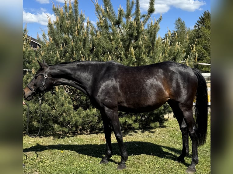 Trakehner Merrie 9 Jaar 169 cm Donkerbruin in Palanga
