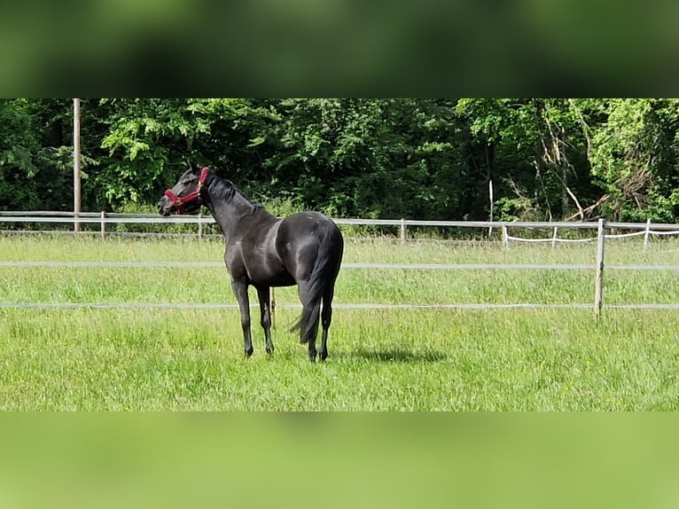 Trakehner Merrie 9 Jaar 169 cm Zwart in Selters