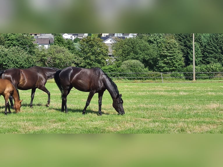 Trakehner Merrie 9 Jaar 169 cm Zwart in Selters