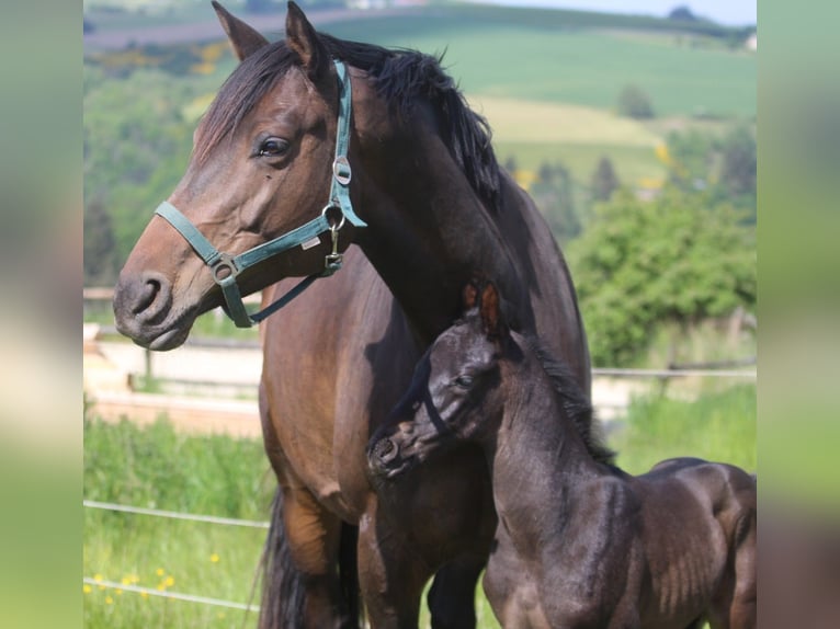 Trakehner Merrie 9 Jaar 170 cm Donkerbruin in Neuerburg