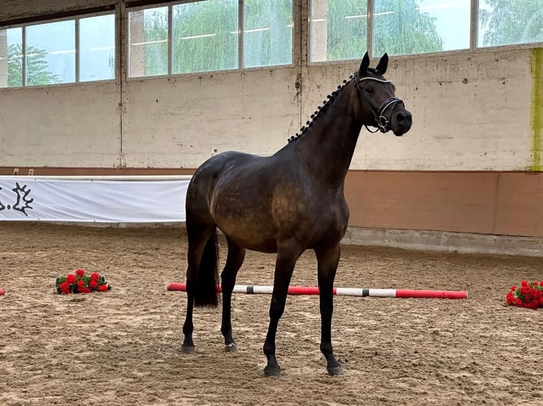 Trakehner Merrie 9 Jaar 172 cm Donkerbruin in Schackensleben
