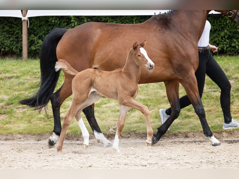 Trakehner Merrie Veulen (06/2026) 120 cm Vos in Wolfhagen