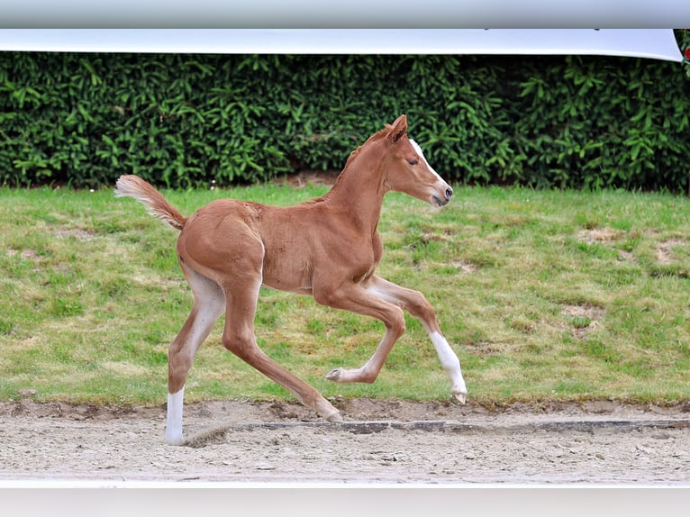 Trakehner Merrie Veulen (06/2026) 120 cm Vos in Wolfhagen