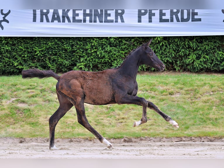 Trakehner Merrie Veulen (02/2026) 125 cm Zwart in Wolfhagen