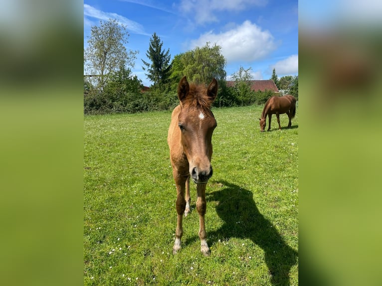 Trakehner Merrie Veulen (01/2026) 162 cm Vos in Weißenburg in Bayern