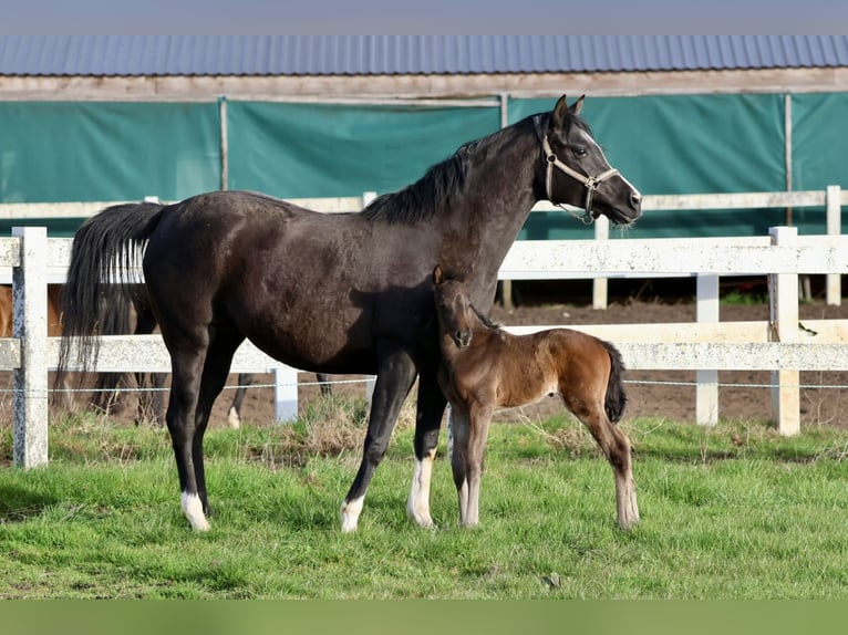 Trakehner Merrie Veulen (04/2026) 164 cm Zwartbruin in Bad Oldesloe