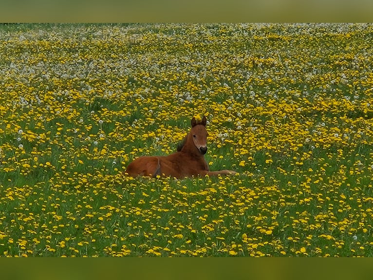 Trakehner Merrie Veulen (04/2026) 165 cm Bruin in Borup