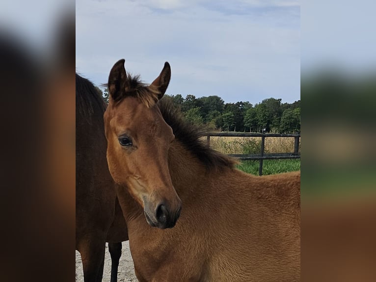 Trakehner Merrie Veulen (04/2026) 165 cm Bruin in Borup