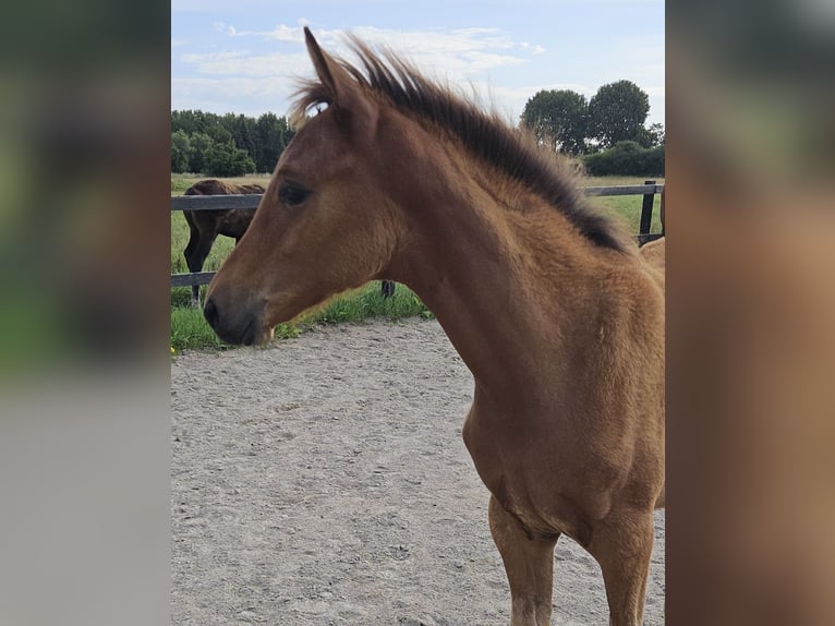 Trakehner Merrie Veulen (04/2026) 165 cm Bruin in Borup
