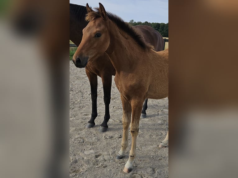 Trakehner Merrie Veulen (04/2026) 165 cm Bruin in Borup
