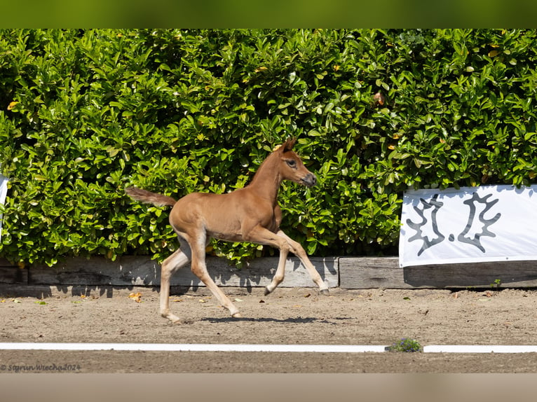 Trakehner Merrie veulen (05/2024) 165 cm Donkere-vos in Lüdersdorf