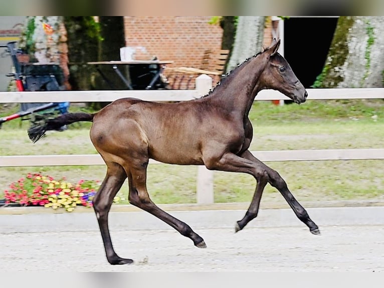 Trakehner Merrie Veulen (05/2025) 165 cm Zwart in Selk