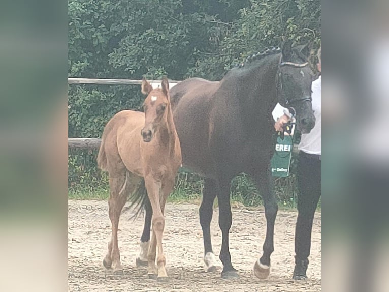 Trakehner Merrie veulen (05/2024) 166 cm Donkere-vos in Großharthau