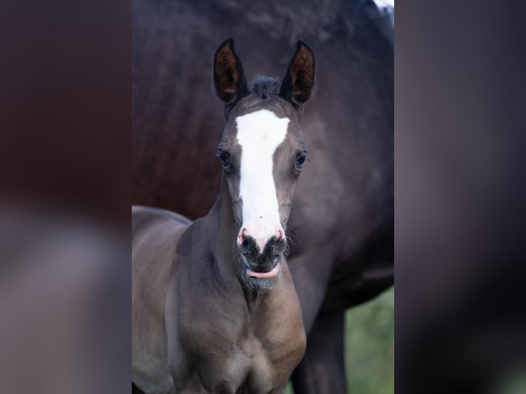 Trakehner Merrie veulen (05/2024) 166 cm Zwart in Sperenberg