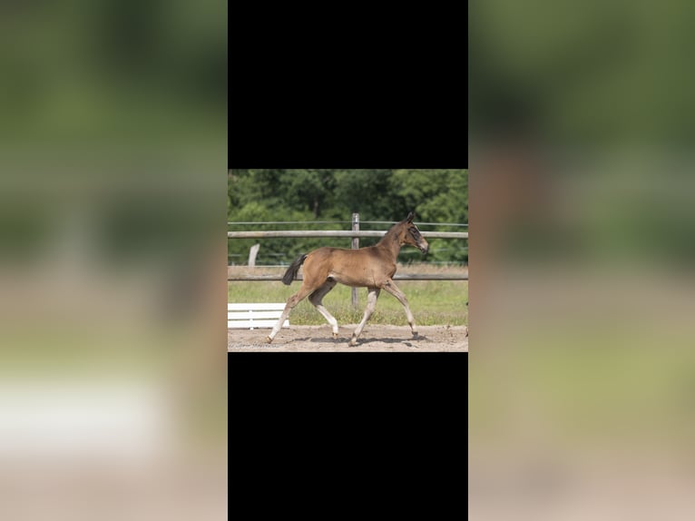 Trakehner Merrie Veulen (03/2025) 167 cm Zwartbruin in Kleve
