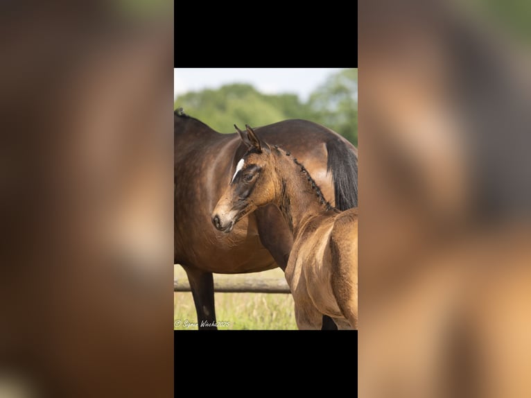 Trakehner Merrie Veulen (03/2025) 167 cm Zwartbruin in Kleve