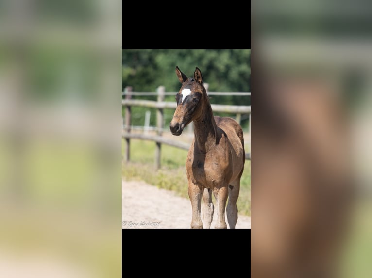 Trakehner Merrie Veulen (03/2025) 167 cm Zwartbruin in Kleve