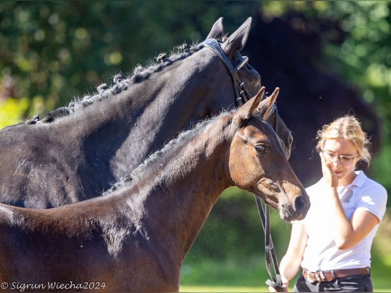 Trakehner Merrie veulen (05/2024) 168 cm Donkerbruin in Marxen