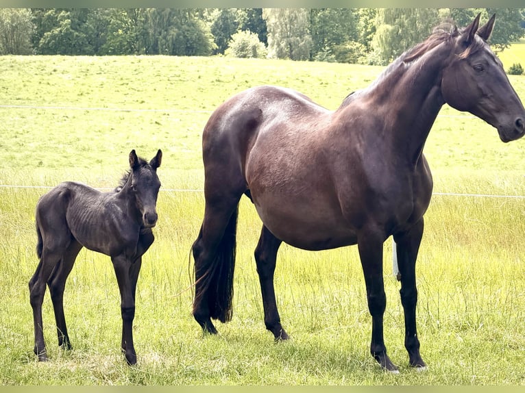 Trakehner Merrie Veulen (06/2026) 168 cm Zwart in Rosengarten