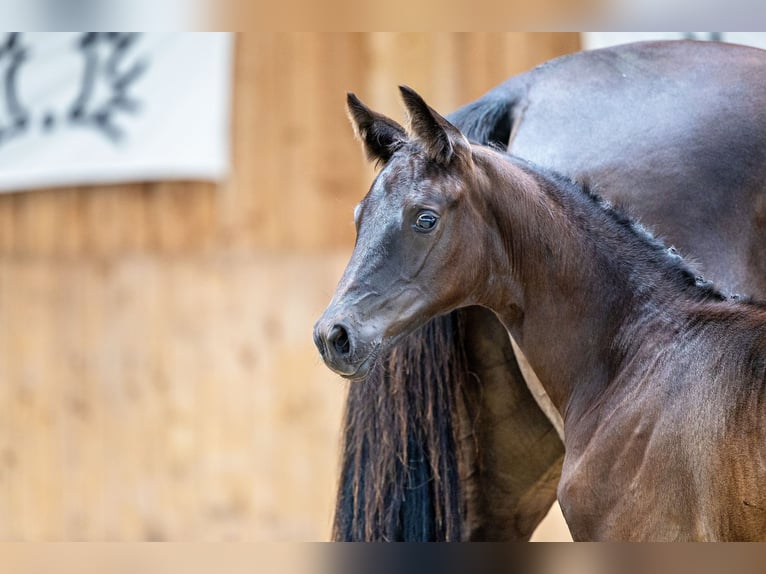 Trakehner Merrie veulen (06/2024) 168 cm Zwartbruin in Dillenburg