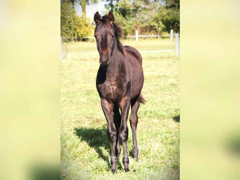 Trakehner Merrie Veulen (05/2025) 169 cm Zwart in Sperenberg