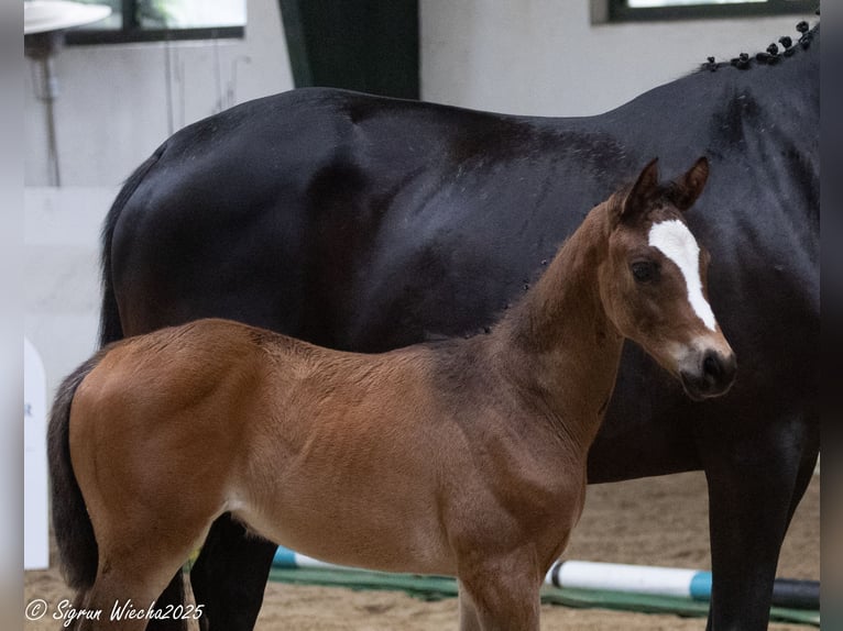 Trakehner Merrie  170 cm Bruin in Alpen B&#xF6;nninghardt