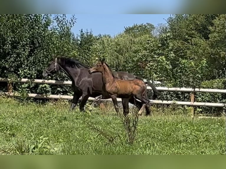 Trakehner Merrie Veulen (05/2025) 170 cm Donkerbruin in Wehringen