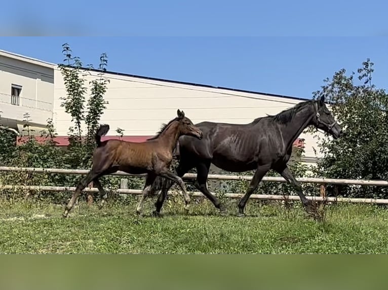 Trakehner Merrie Veulen (05/2025) 170 cm Donkerbruin in Wehringen