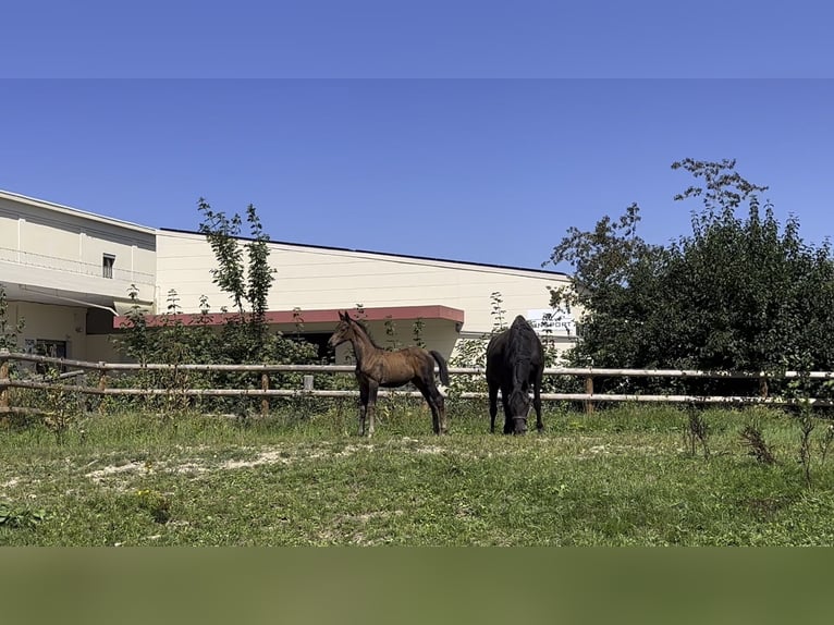 Trakehner Merrie Veulen (05/2025) 170 cm Donkerbruin in Wehringen
