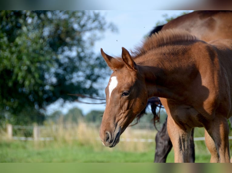 Trakehner Merrie veulen (05/2024) 170 cm Donkere-vos in Bleckede