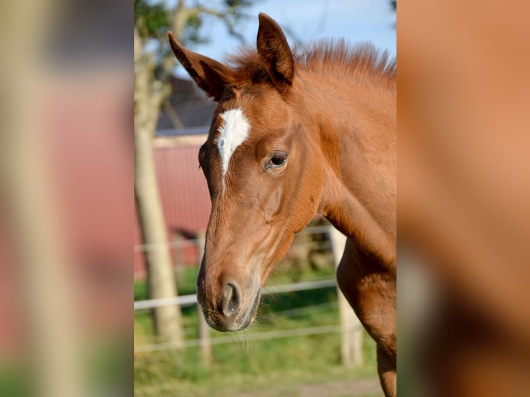 Trakehner Merrie veulen (05/2024) 170 cm Donkere-vos in Bleckede