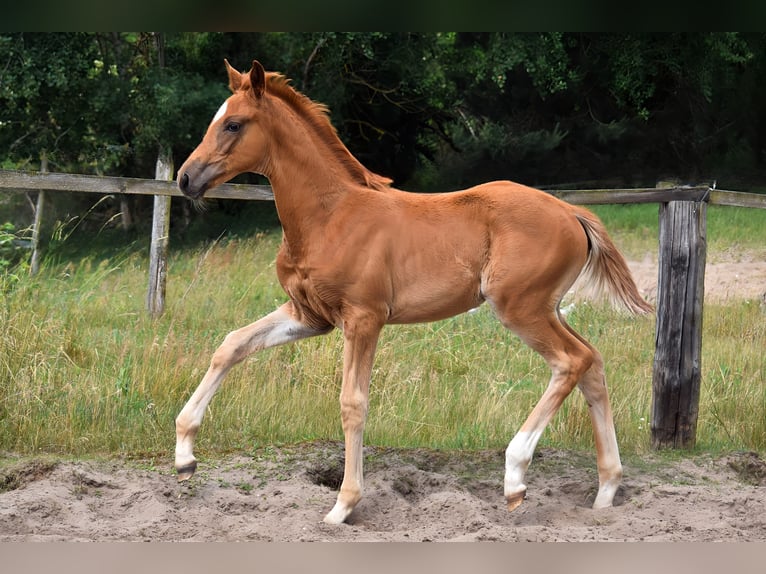 Trakehner Merrie  170 cm Vos in Schenkend&#xF6;bern