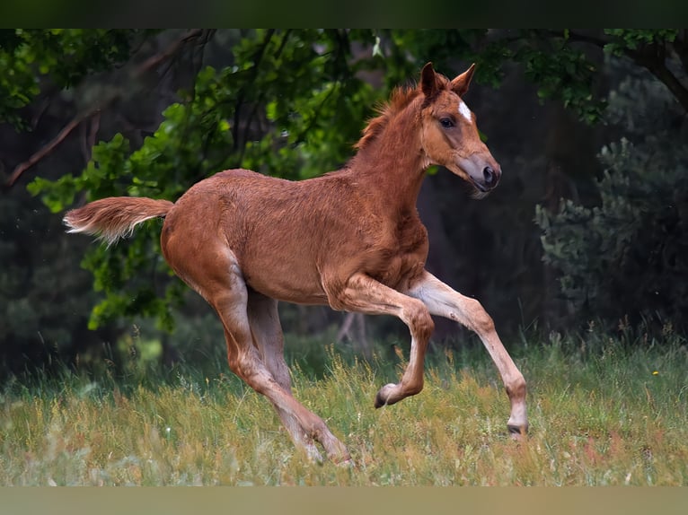 Trakehner Merrie  170 cm Vos in Schenkend&#xF6;bern