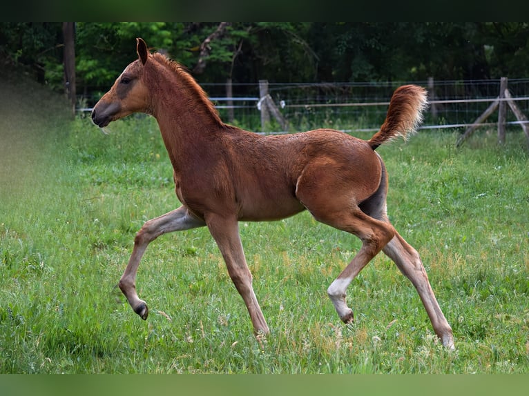 Trakehner Merrie  170 cm Vos in Schenkend&#xF6;bern