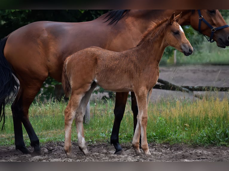 Trakehner Merrie  170 cm Vos in Schenkend&#xF6;bern