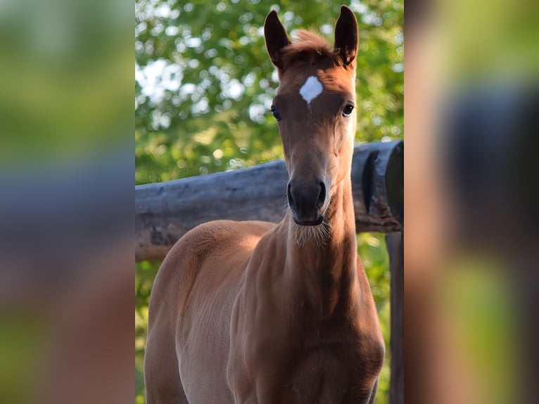Trakehner Merrie  170 cm Vos in Schenkend&#xF6;bern