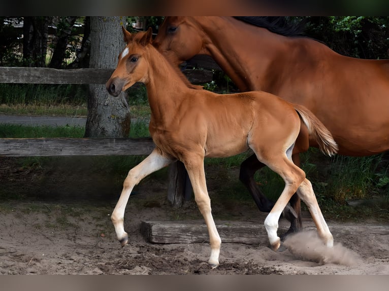 Trakehner Merrie  170 cm Vos in Schenkend&#xF6;bern