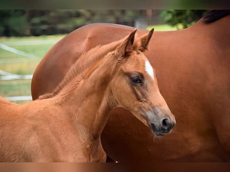 Trakehner Merrie  170 cm Vos in Schenkend&#xF6;bern