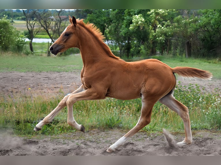 Trakehner Merrie  170 cm Vos in Schenkend&#xF6;bern
