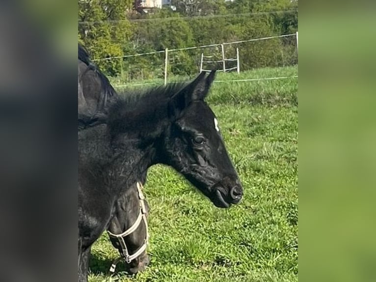 Trakehner Merrie veulen (04/2024) 170 cm Zwartschimmel in Kurtscheid