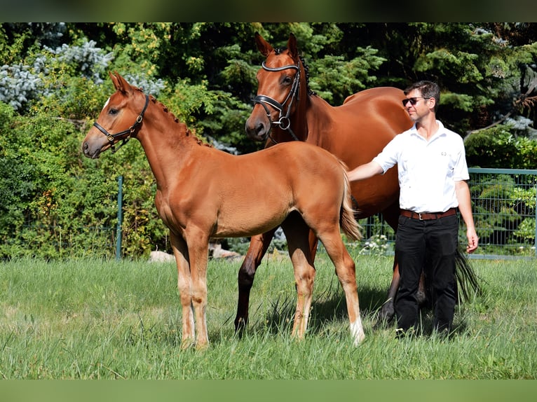 Trakehner Merrie Veulen (04/2025) 172 cm Vos in Schenkend&#xF6;bern
