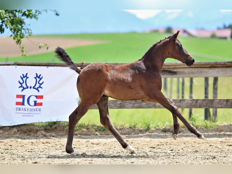 Trakehner Merrie Veulen (04/2026) Bruin in Annaberg-Lungötz