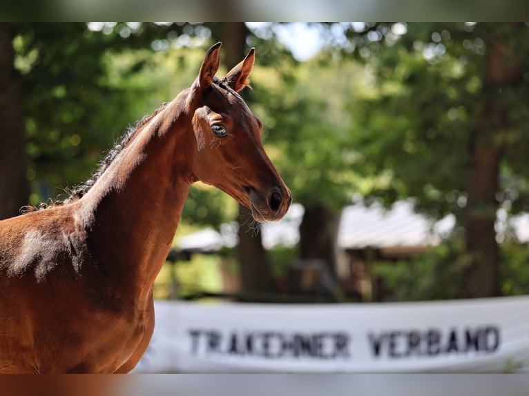 Trakehner Merrie Veulen (04/2025) Bruin in Bad M&#xFC;nstereifel