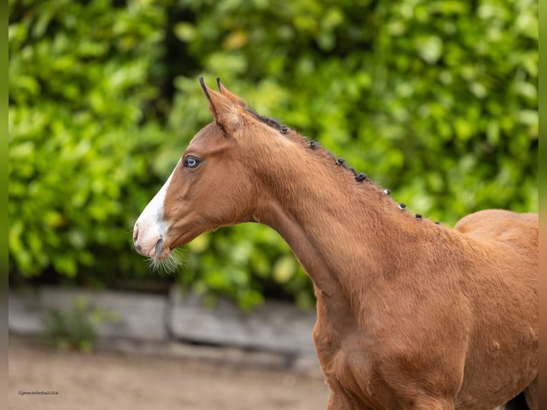Trakehner Merrie Veulen (03/2026) Bruin in Kiebitzreihe