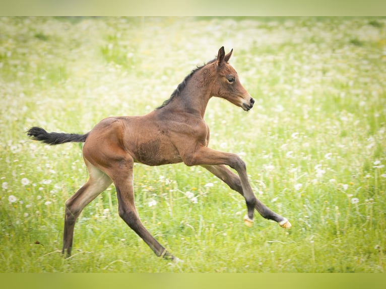 Trakehner Merrie Veulen (05/2026) Bruin in Wolfhagen